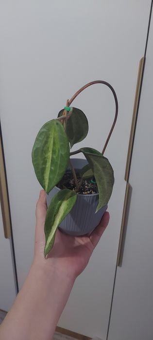 Распродаю коллекцию хоий