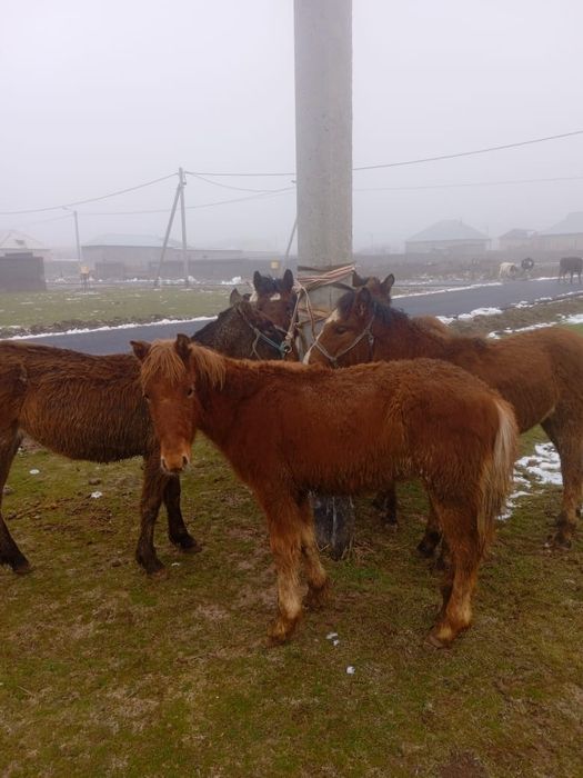 Тайлар бар, дені сау мал
