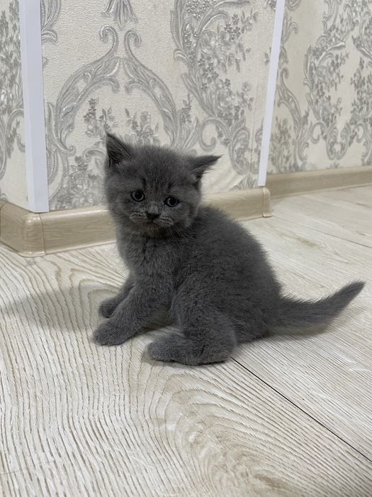 Британские котята
