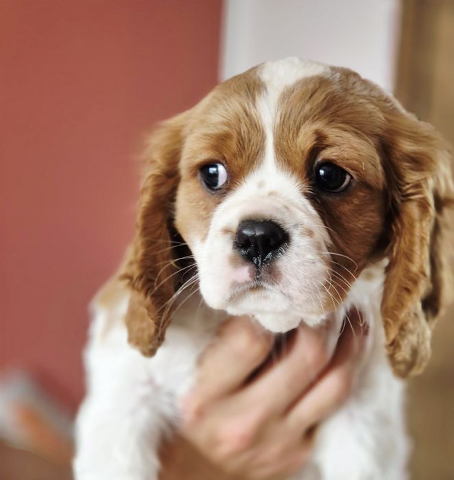 Cavalier king charles spaniel