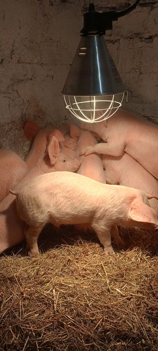 Женско 80 кг и малки по 30 кг