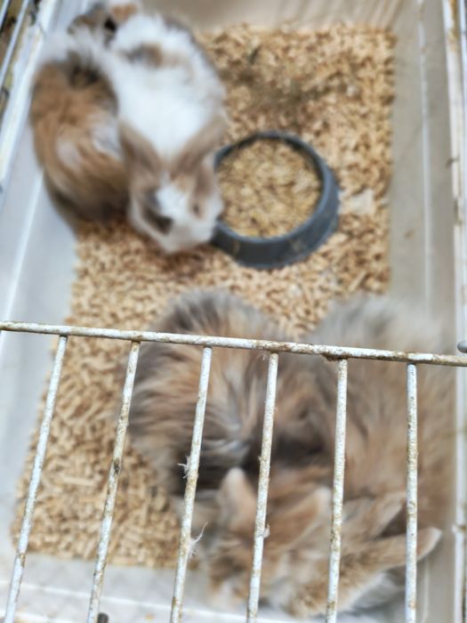 Кролик декоративный