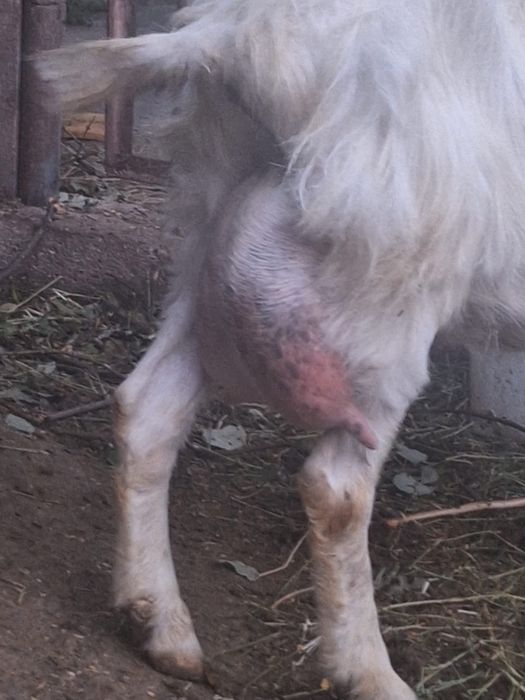 Capra Alba de Banat