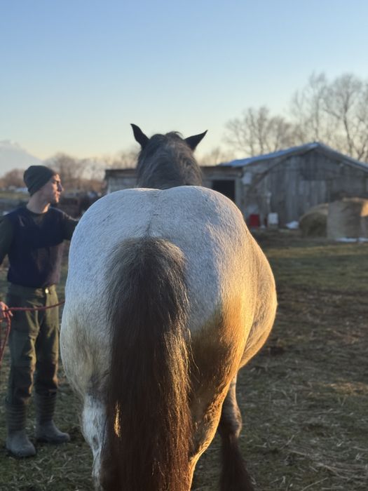Manza gestanta muceda de 3 ani
