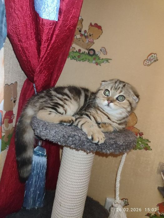 скоттиш фолд девочка Окрас золотой мрамор