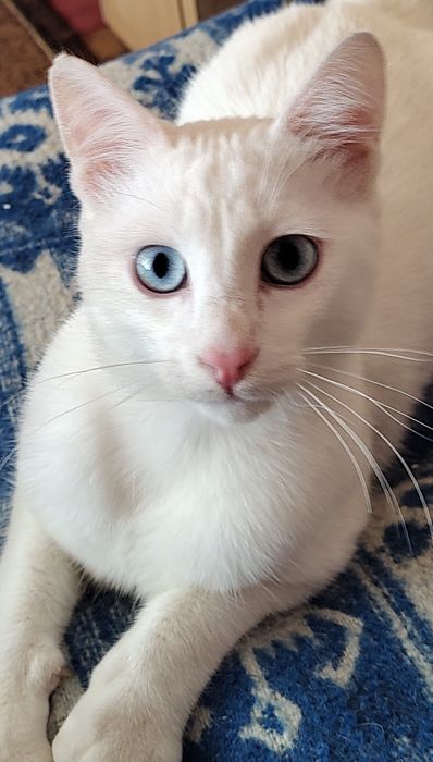 Бели котенца, сини очи, зелени очи,7 мес.Британска късокосместа