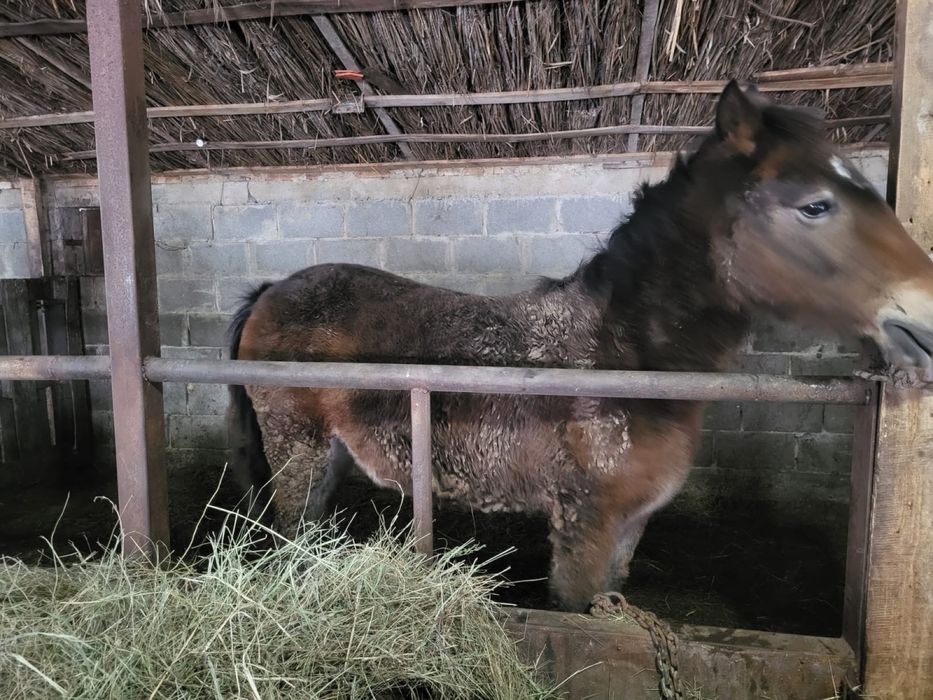 Тай согымга сатылады