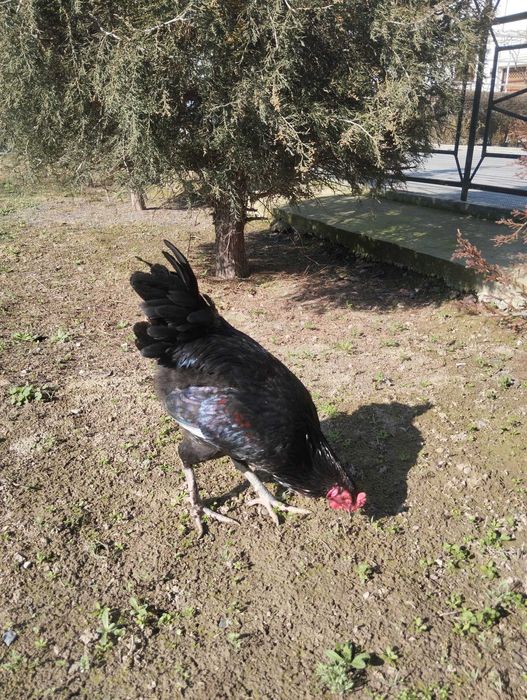 Хурозлар  сотилвотди