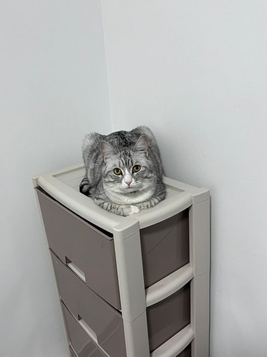 Отдам кота в хорошие руки