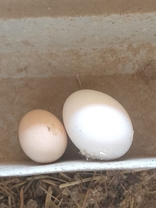Gʻoz tuxumi sotiladi ochirsa boʻladi
