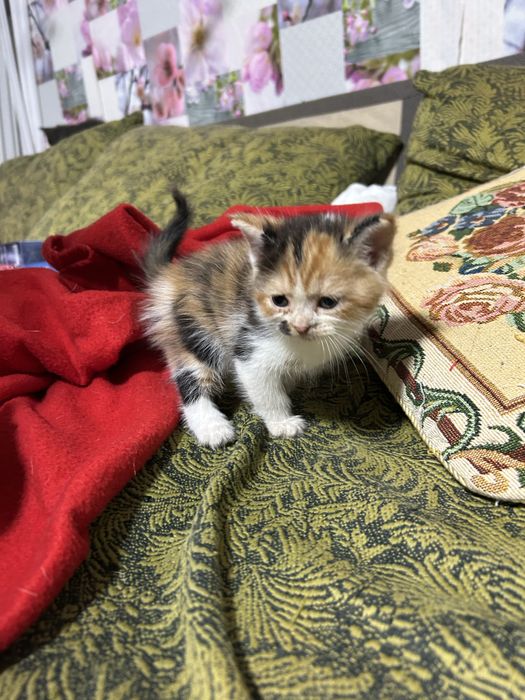 Отдам котят в добрые руки