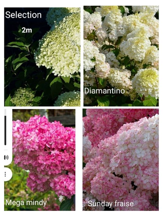 Продажа гортензии