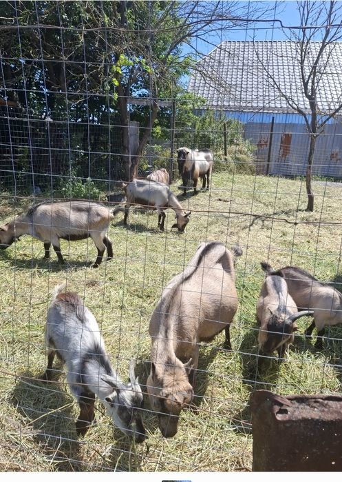 CAPRE , IEZI  și un ȚAP de vânzare URGENT !