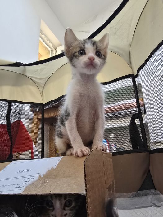 Adoptie motanel 6 saptamani