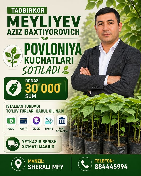 Павлония кўчатлари сотилади донаси 30минг сўм