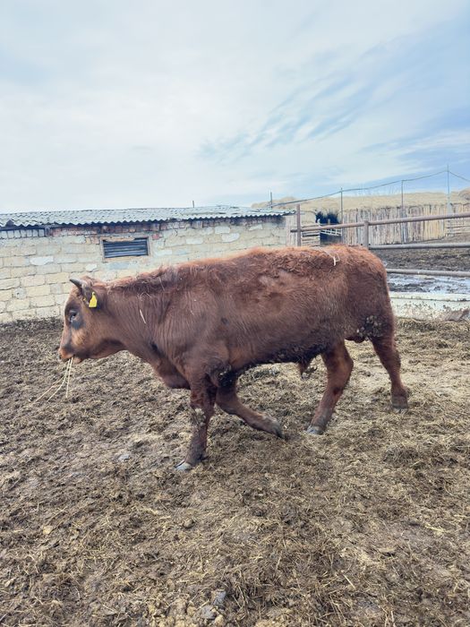 Бык крс бұқа откорм бычок