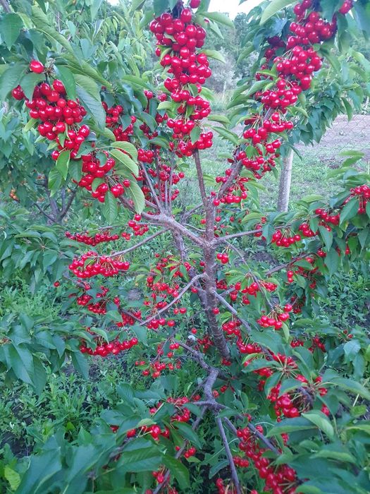 Pomi fructiferi altoiti