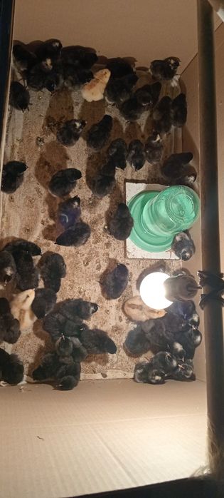 Амрокс шожелер бар