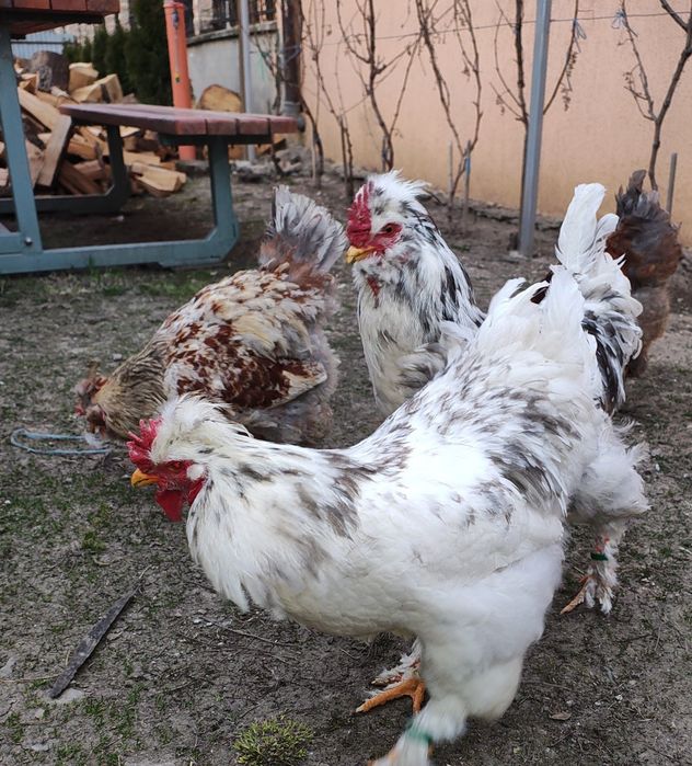 Schimb cocoși Strumsky Standard (2025)