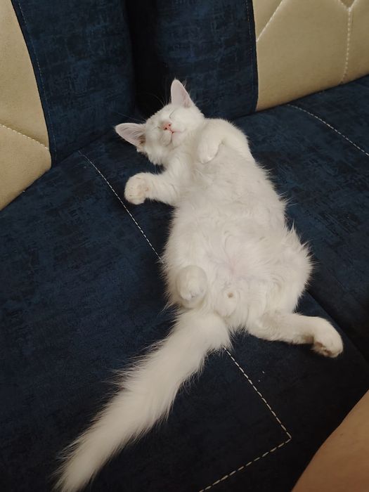Отдам котов даром