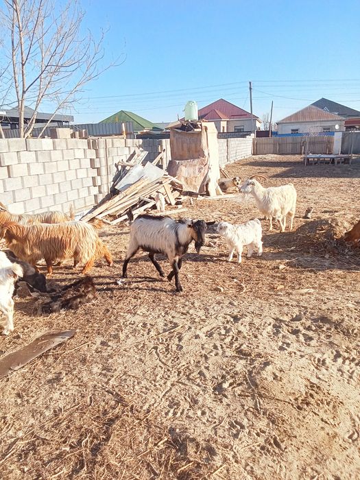 Алпи француз теке