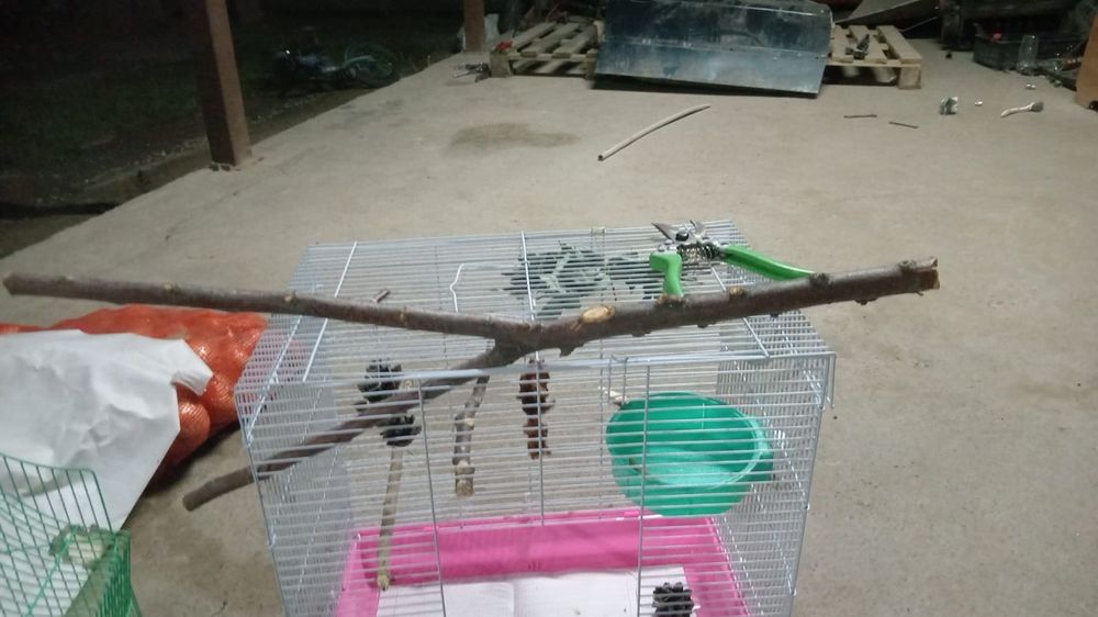 Продам волнистого папугая