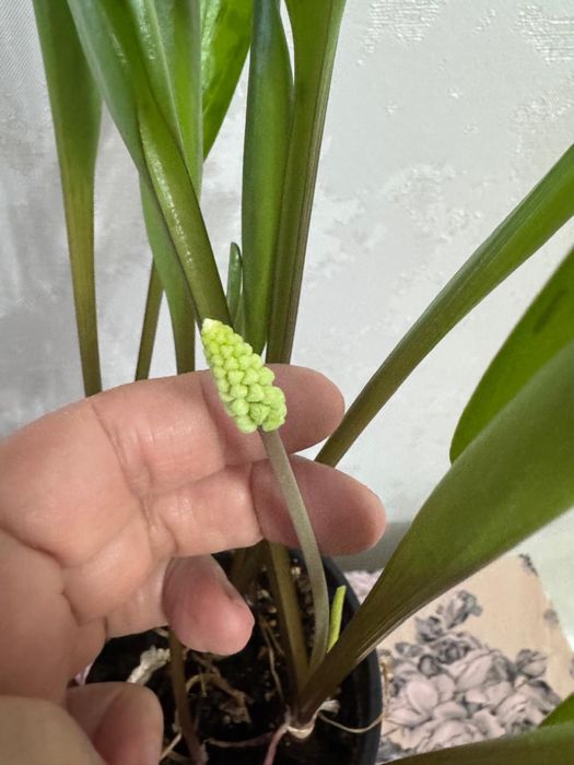 Продам цветы  Дриопсис