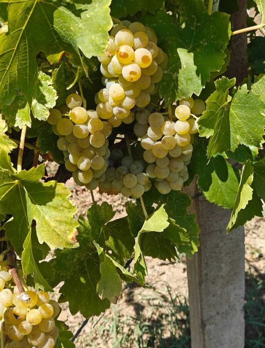Struguri pentru vin Muscat Ottonel
