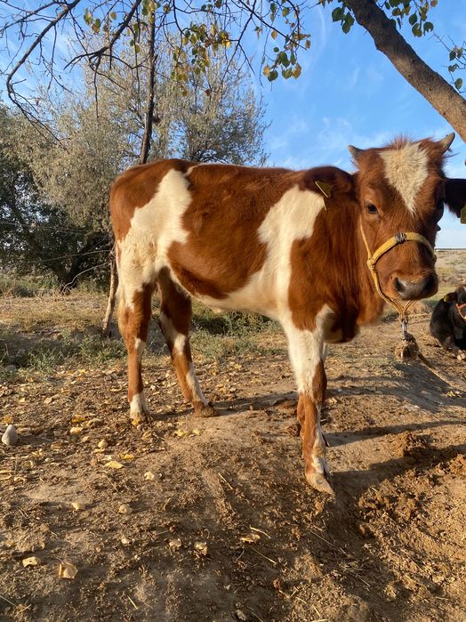 Samarqand nurobod nurbuloq