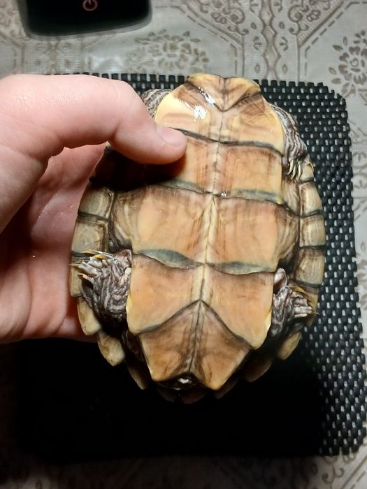 Vând un mascul de broasca testoasa