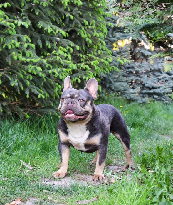 Шикарные щенки французский бульдог