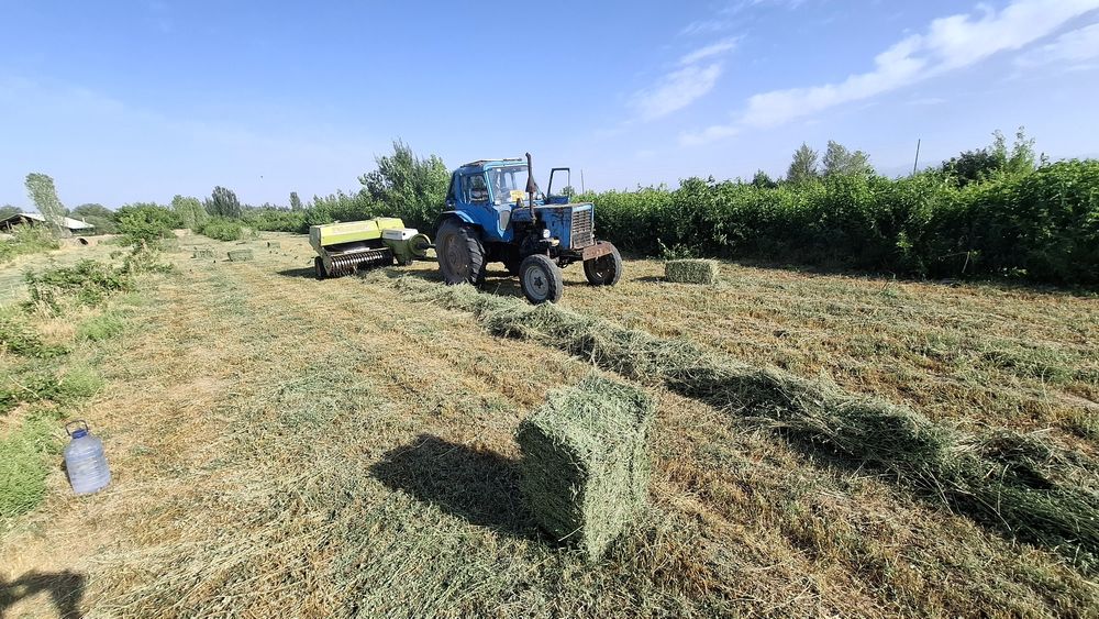 Класс прес падборчик карески.