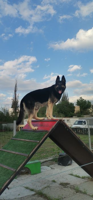 Кобель ВЕО на вязку