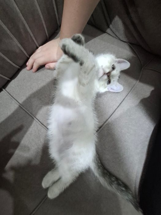 Продаю котенка сиамский