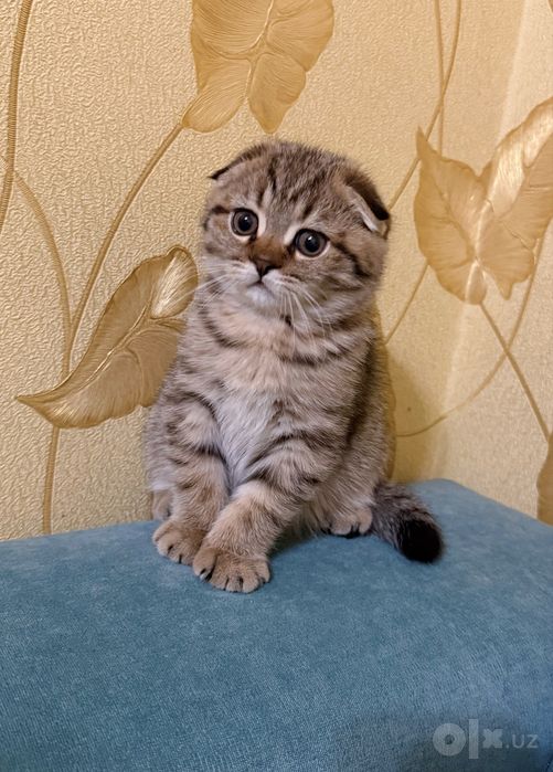Чистокровнпя вислоухая девочка