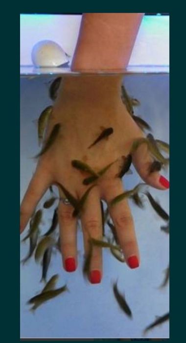 Гара руфа фиш спа garra rufa fish spa