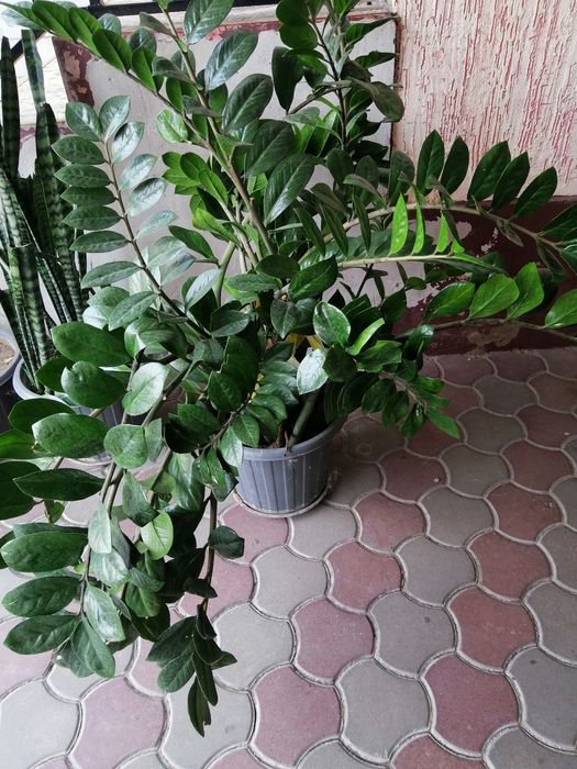 Продам домашние цветы срочно