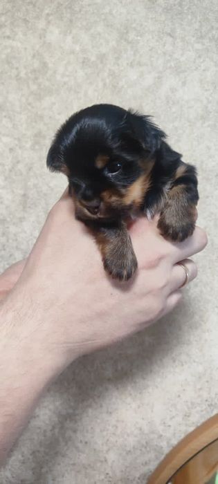 Йоркширский терьер