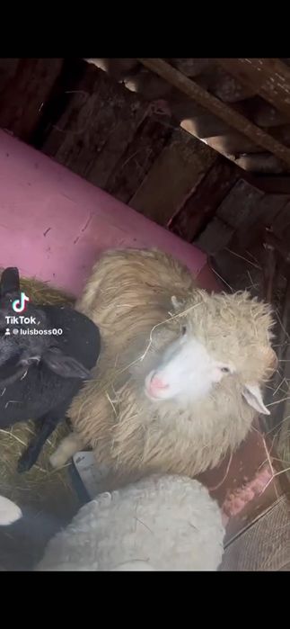 Vând oi de rasă și de calitate