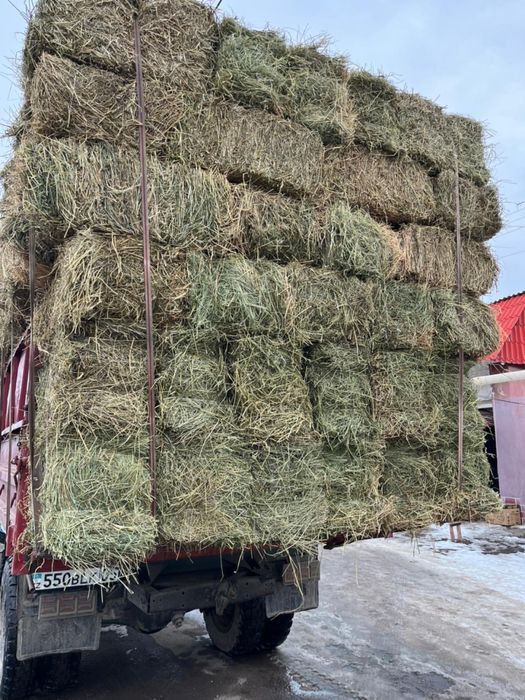 Жонышка люцерна 2000 тенге