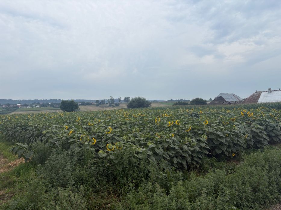 Teren de vanzare 1.5h slobozia dupa linia ferata , si alta pacela 1he