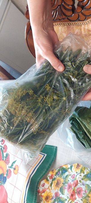 Отдам даром зелень для засолки