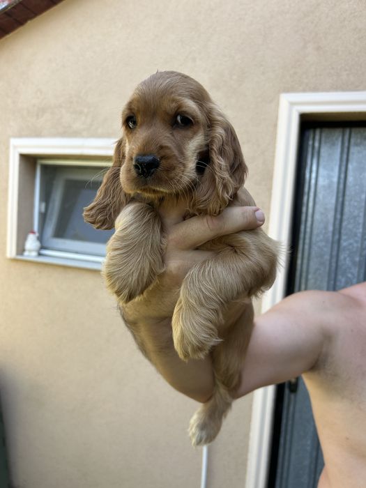 Cocker spaniel superb