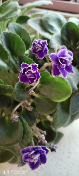 Trei violete africane triple.