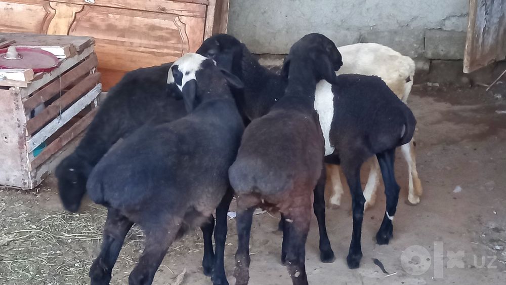 5 ta moda barra sotiladi