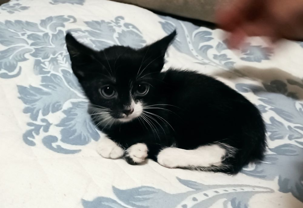 Отдам котят в добрые руки