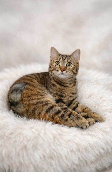 Умная кошечка ищет дом