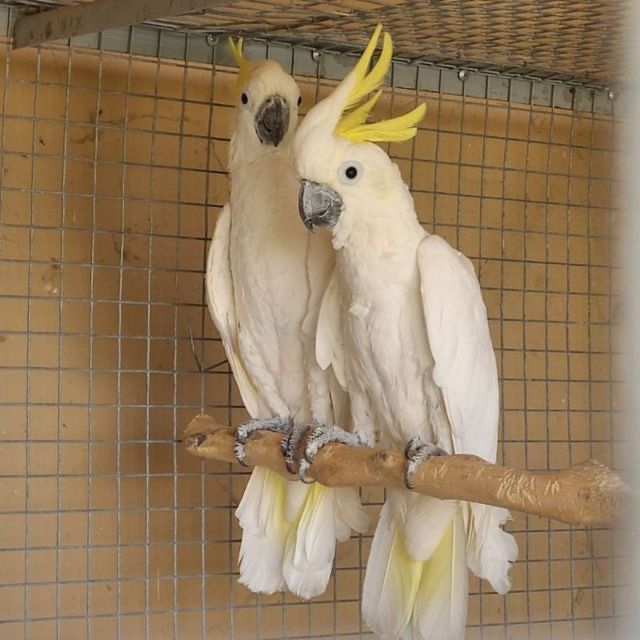 Bolshiye popugai raznogo vida