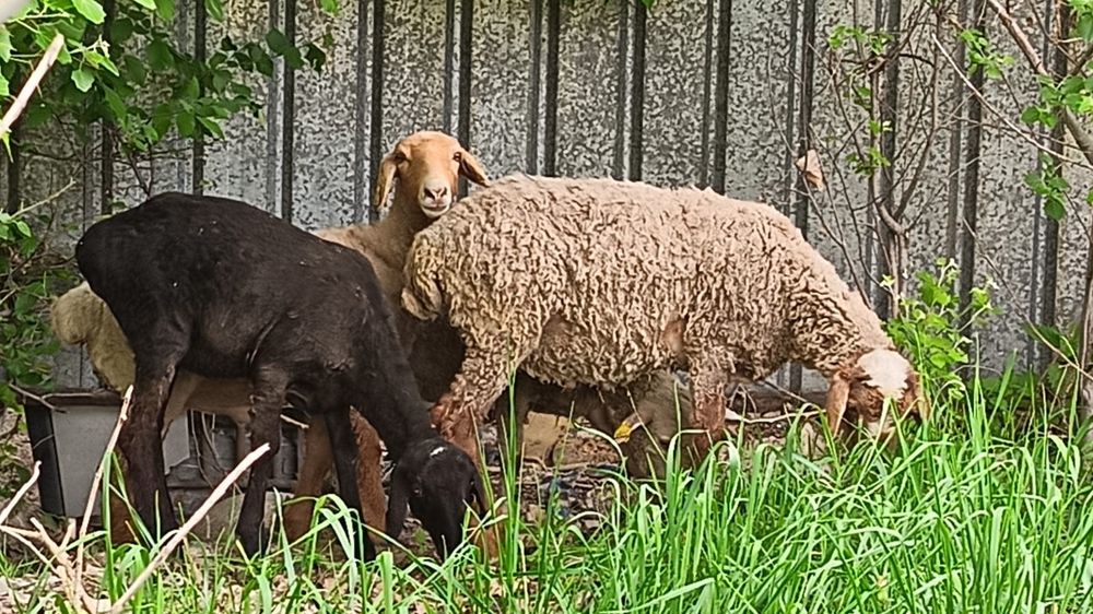 Продам торг будет