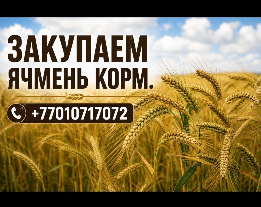 Закупаем ячмень кормавой